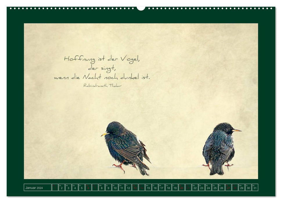 Starlings and Wisdom (CALVENDO Premium Wall Calendar 2024) 