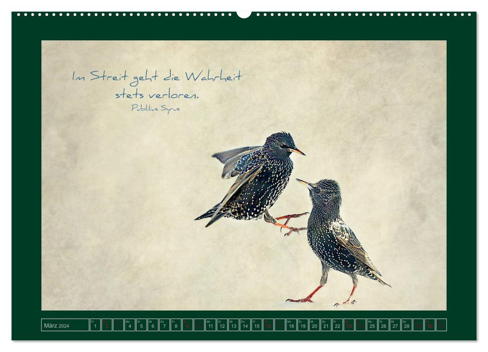 Stare und Weisheiten (CALVENDO Premium Wandkalender 2024)