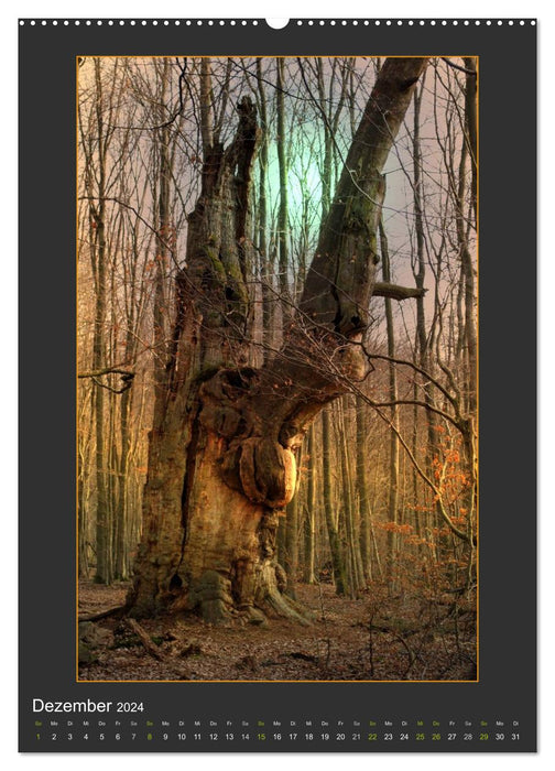 La lumière de l'âme des arbres (Calendrier mural CALVENDO Premium 2024) 