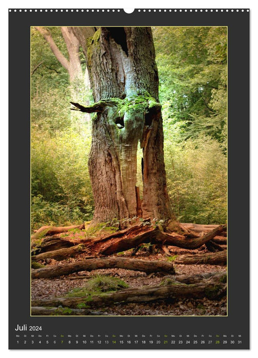 La lumière de l'âme des arbres (Calendrier mural CALVENDO Premium 2024) 