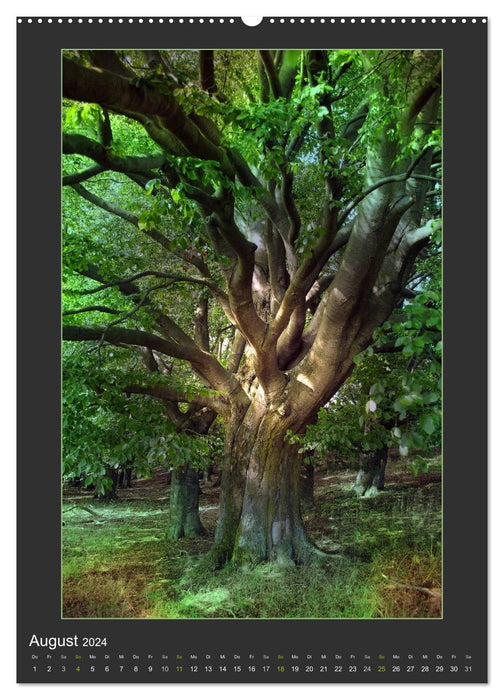 Das Seelenlicht der Bäume (CALVENDO Premium Wandkalender 2024)