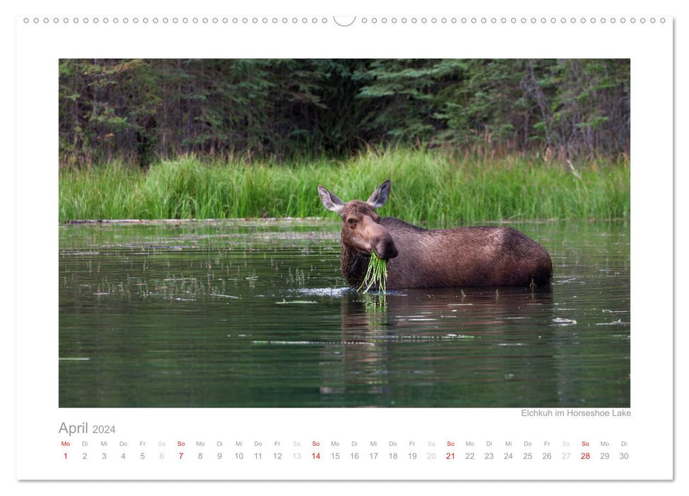 Alaska 2024 (CALVENDO wall calendar 2024) 