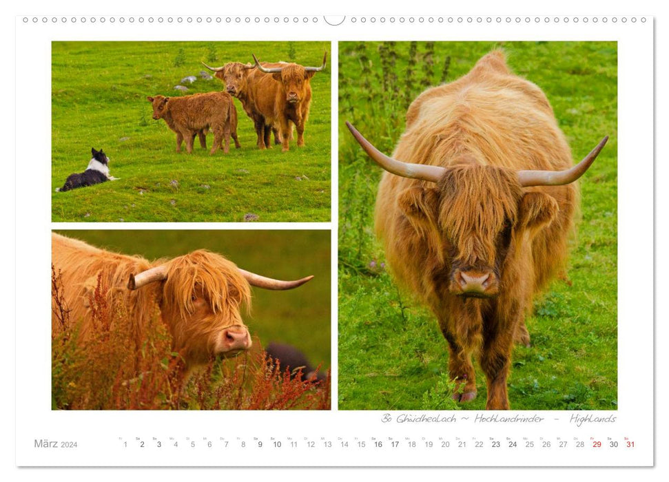 Longing for Scotland (CALVENDO Premium Wall Calendar 2024) 