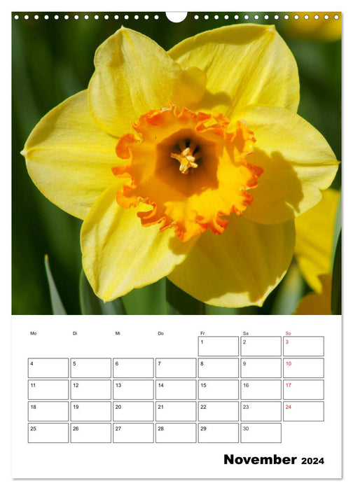 Frühlingserwachen (CALVENDO Wandkalender 2024)