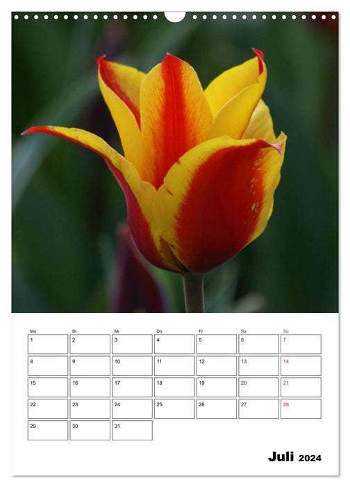 Spring awakening (CALVENDO wall calendar 2024) 