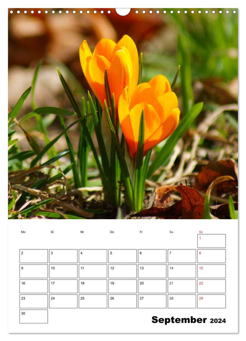 Spring awakening (CALVENDO wall calendar 2024) 