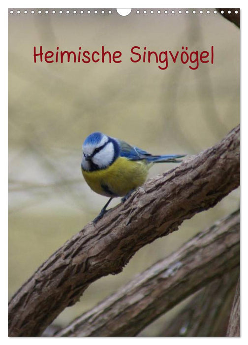 Heimische Singvögel (CALVENDO Wandkalender 2024)