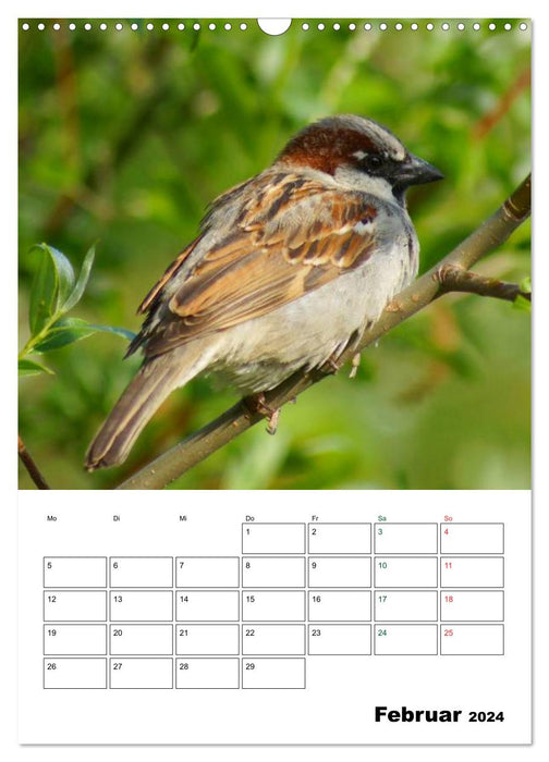 Heimische Singvögel (CALVENDO Wandkalender 2024)