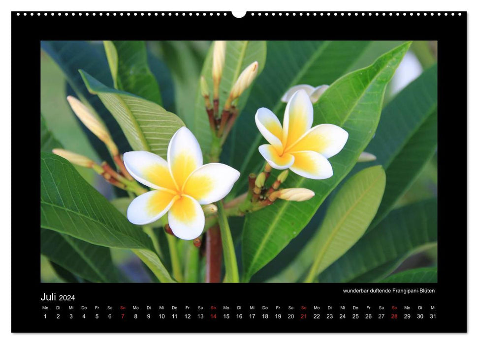 Mauritius - traumhaft und unvergesslich (CALVENDO Premium Wandkalender 2024)