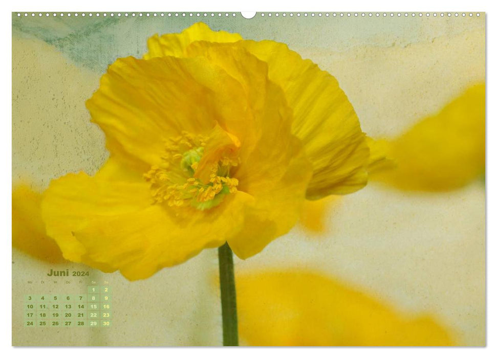 Zauberhafte Blüten (CALVENDO Wandkalender 2024)