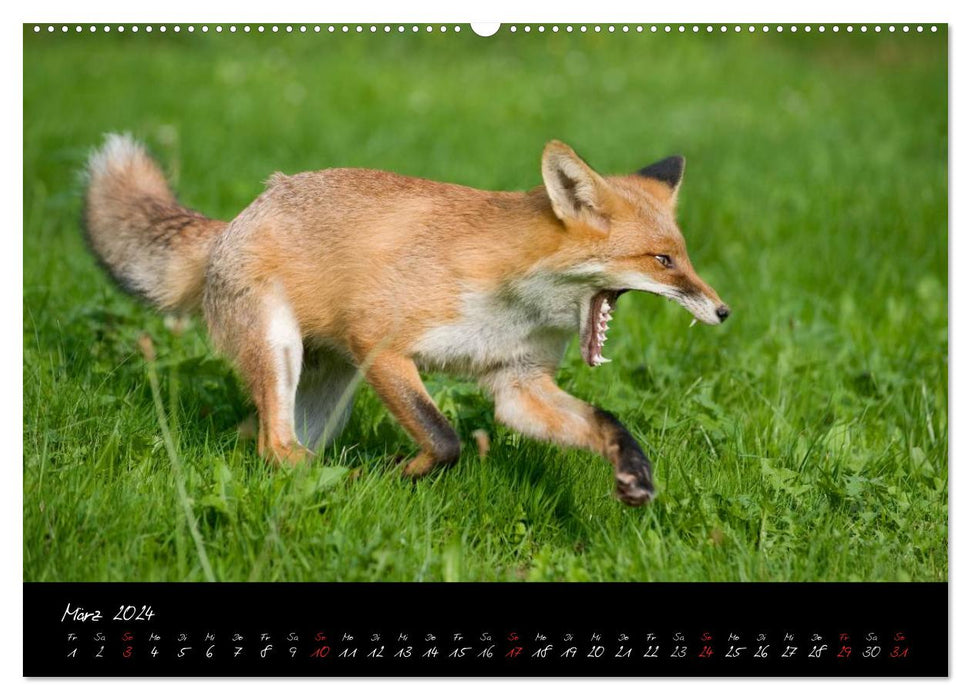 Red Fox - Impressions (CALVENDO Premium Wall Calendar 2024) 