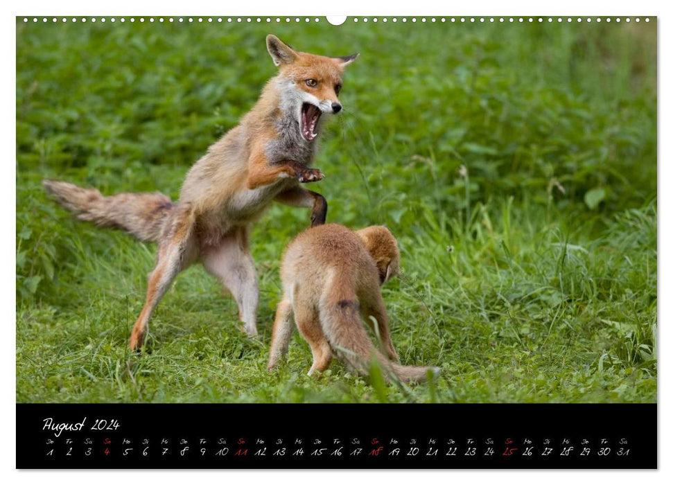 Red Fox - Impressions (CALVENDO Premium Wall Calendar 2024) 