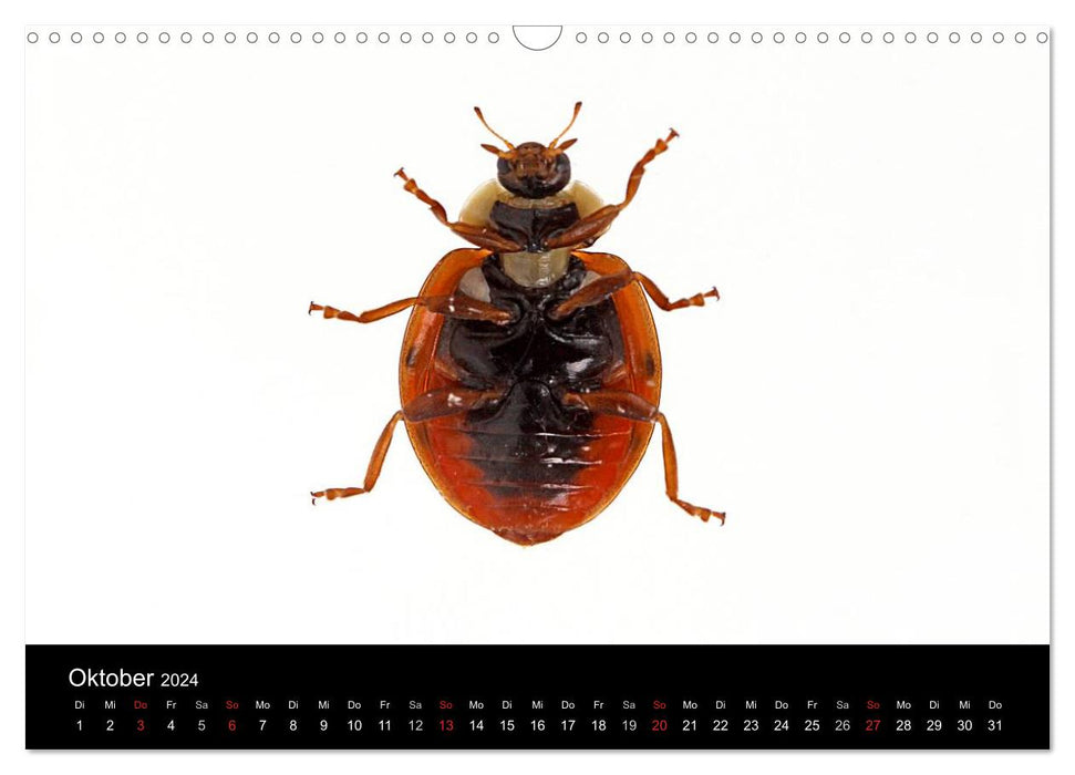 Bonne chance - coccinelles dans le studio photo (Calendrier mural CALVENDO 2024) 