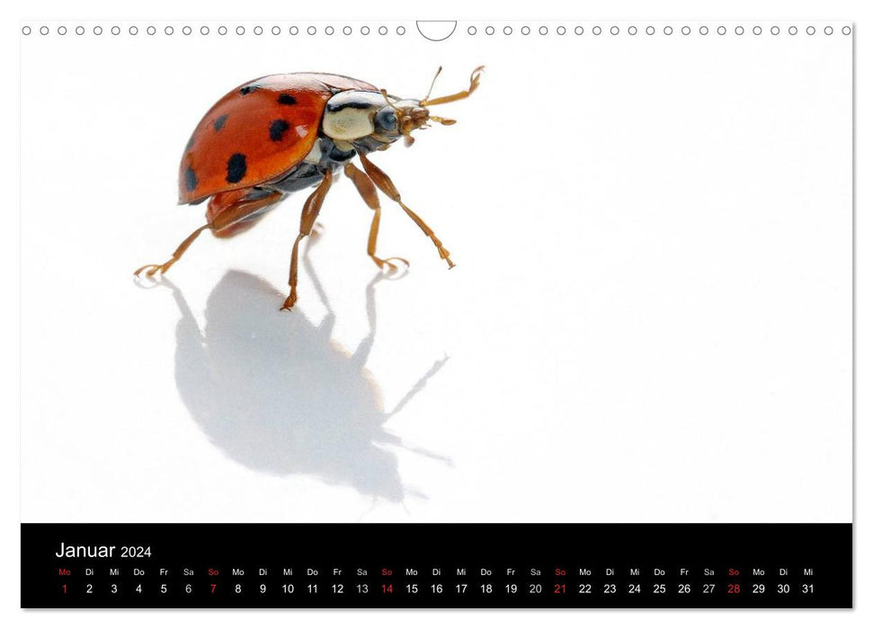 Bonne chance - coccinelles dans le studio photo (Calendrier mural CALVENDO 2024) 