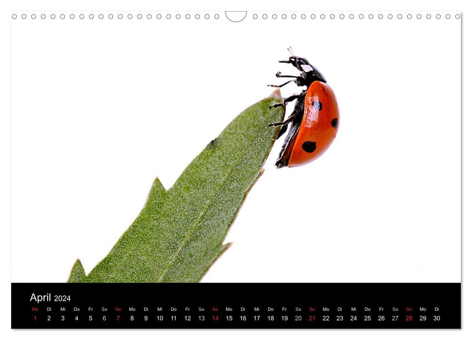 Bonne chance - coccinelles dans le studio photo (Calendrier mural CALVENDO 2024) 