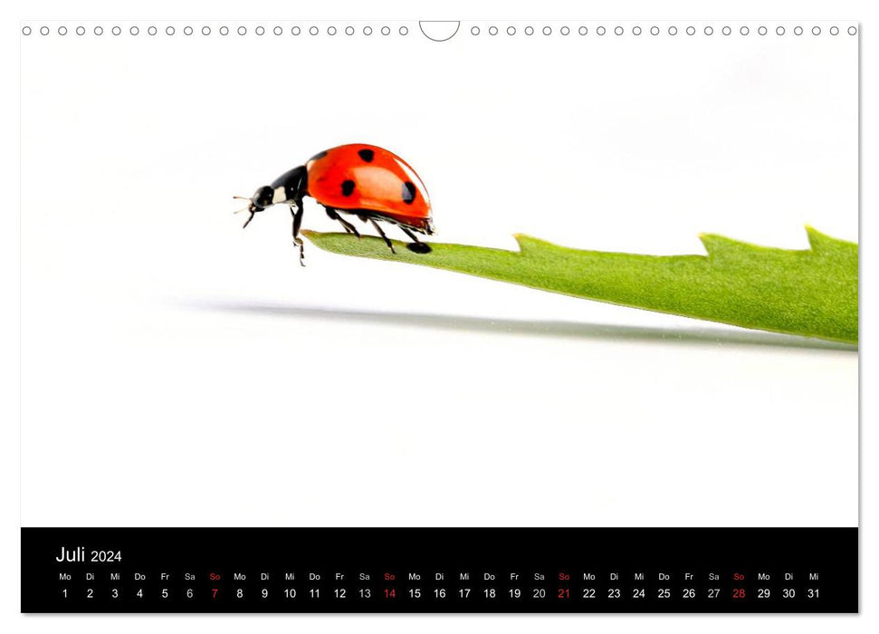 Bonne chance - coccinelles dans le studio photo (Calendrier mural CALVENDO 2024) 