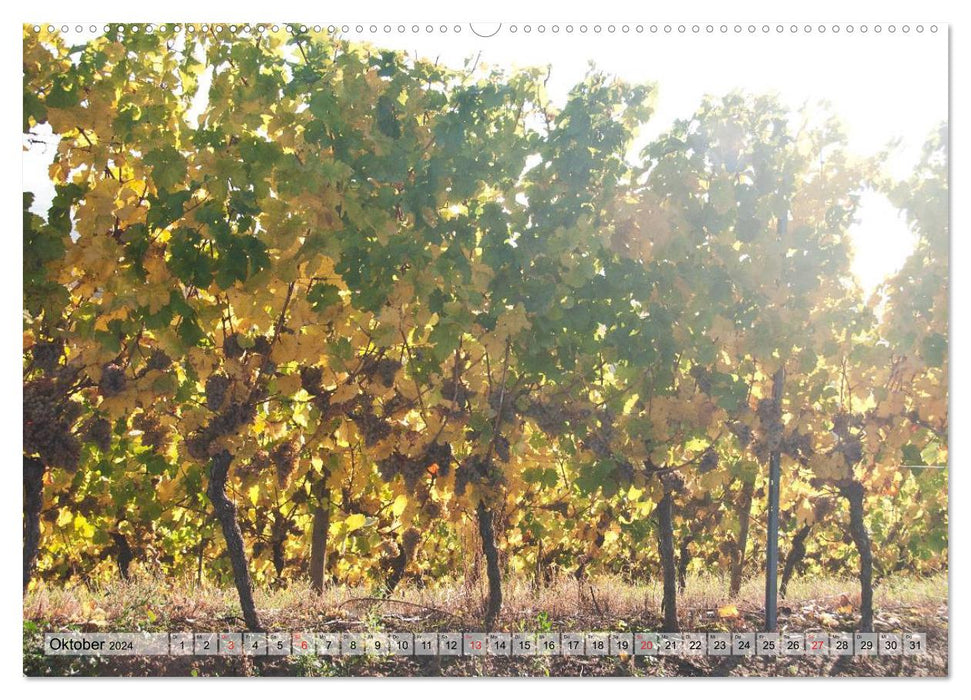 Bodenheim - Feel good between vineyards (CALVENDO Premium Wall Calendar 2024) 