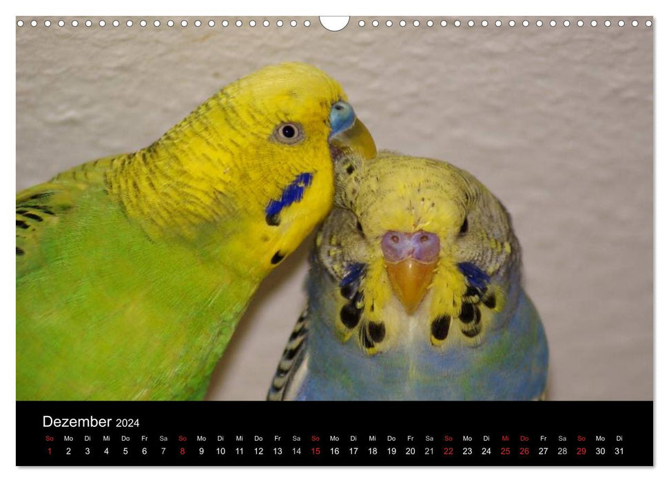 Animal friends (CALVENDO wall calendar 2024) 