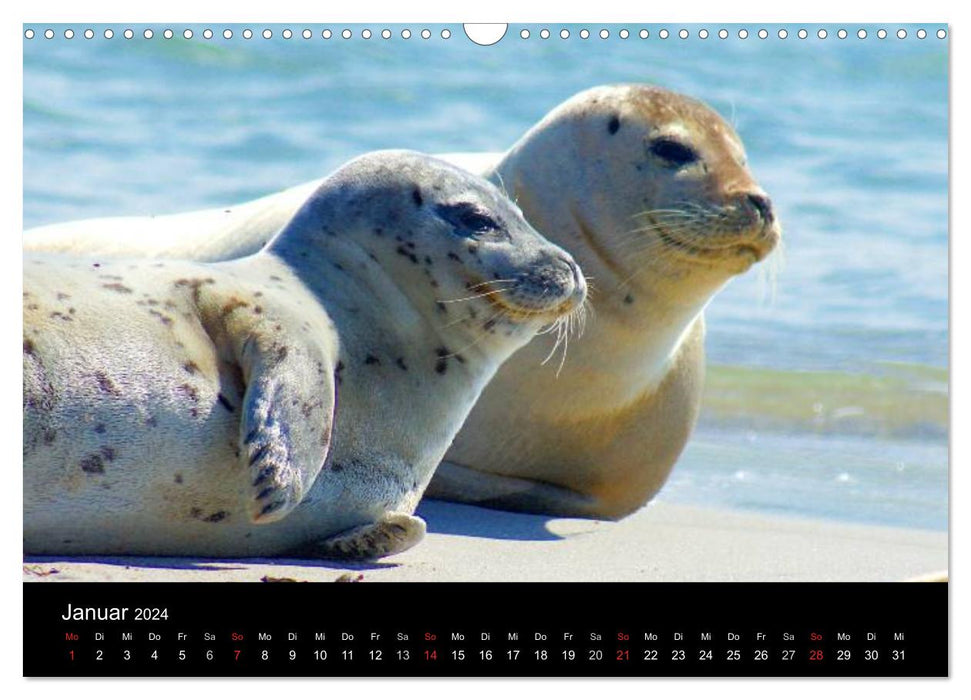 Tierische Freunde (CALVENDO Wandkalender 2024)