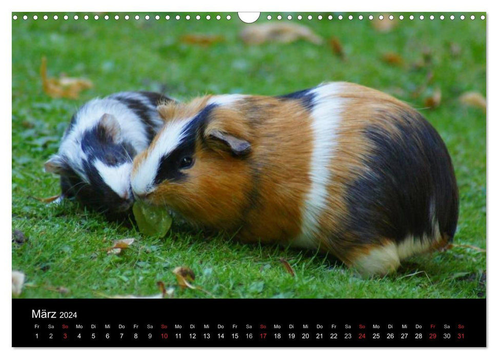 Tierische Freunde (CALVENDO Wandkalender 2024)