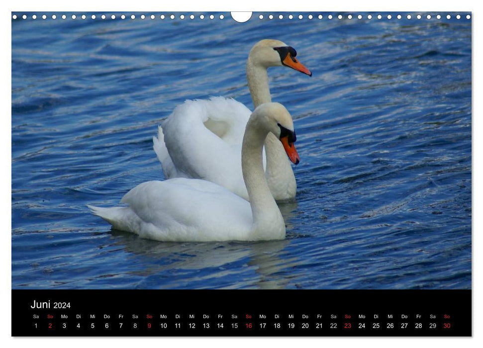 Animal friends (CALVENDO wall calendar 2024) 