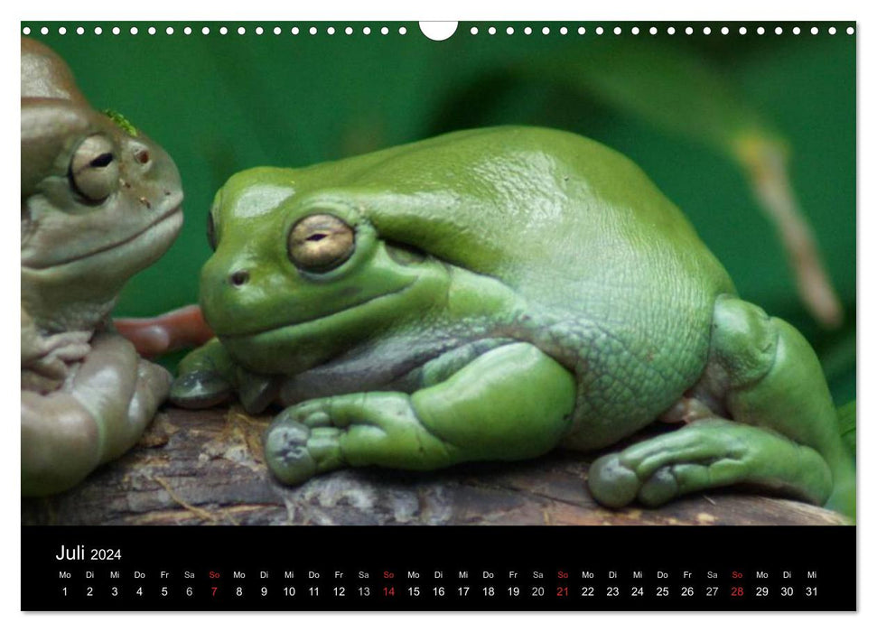 Animal friends (CALVENDO wall calendar 2024) 