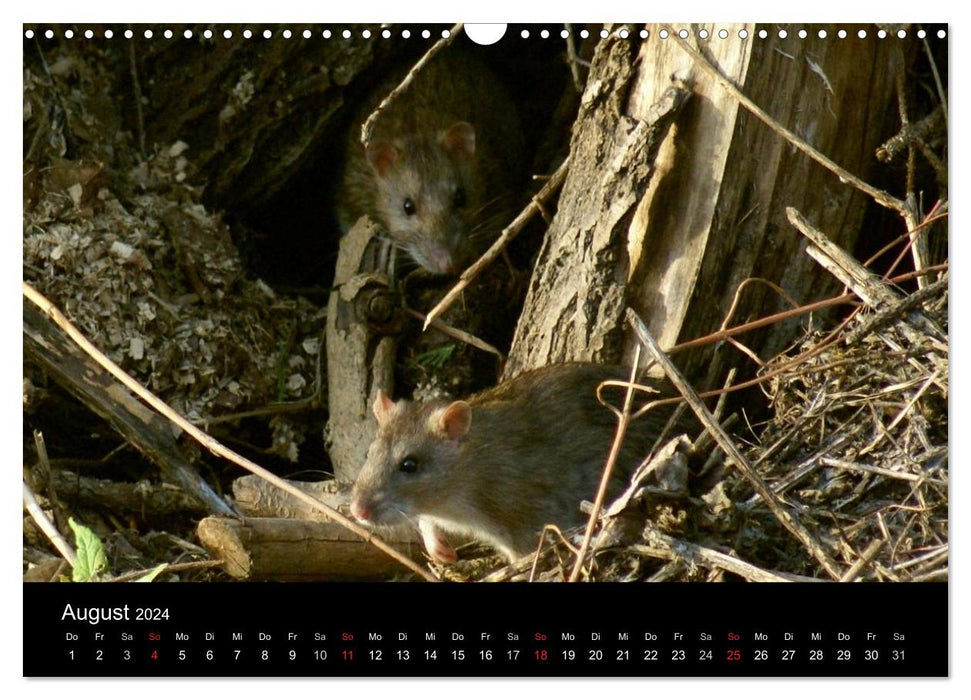 Tierische Freunde (CALVENDO Wandkalender 2024)