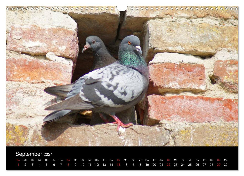 Animal friends (CALVENDO wall calendar 2024) 