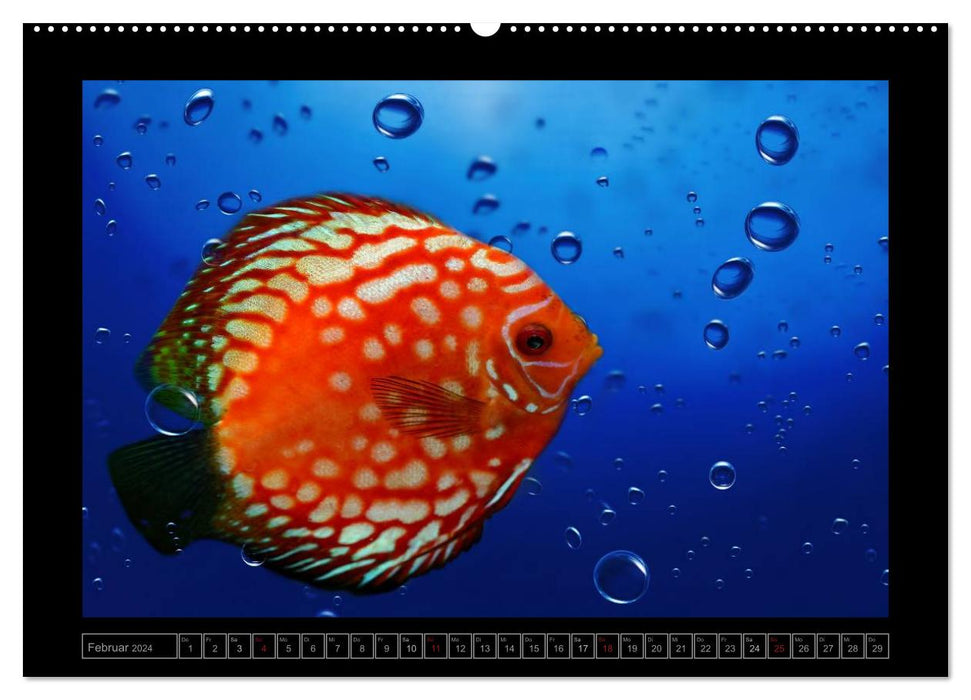 Kalendarische Unterwasserwelt (CALVENDO Premium Wandkalender 2024)