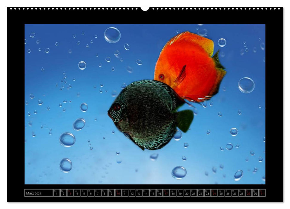 Calendar underwater world (CALVENDO Premium Wall Calendar 2024) 