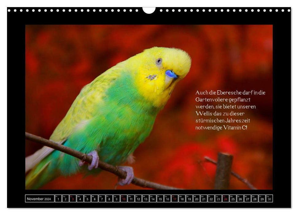 Budgie calendar with tips for species-appropriate nutrition (CALVENDO wall calendar 2024) 