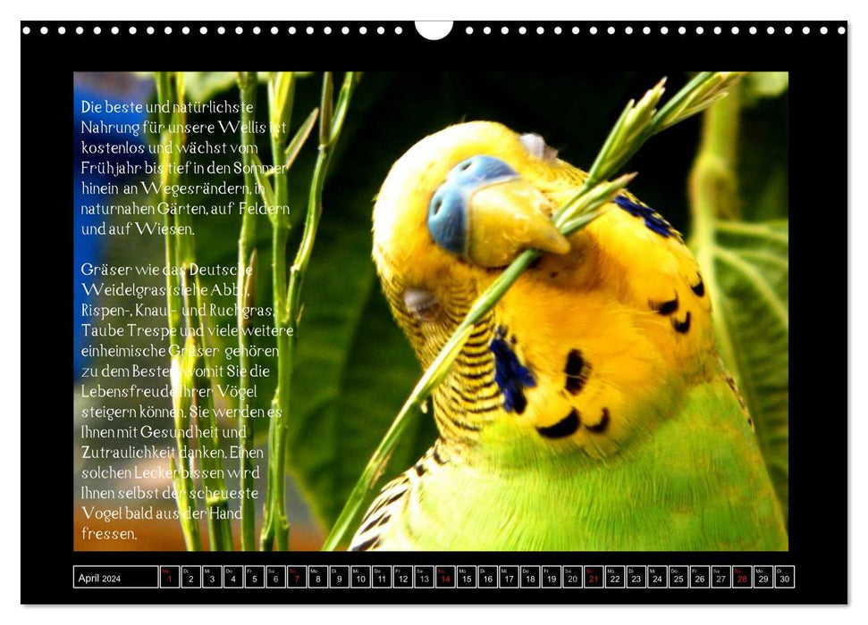 Calendrier pour perruches avec conseils pour une alimentation adaptée à l'espèce (calendrier mural CALVENDO 2024) 