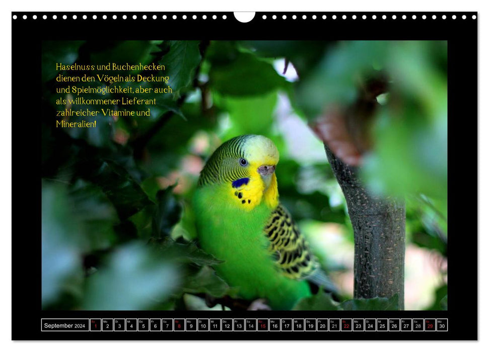 Calendrier pour perruches avec conseils pour une alimentation adaptée à l'espèce (calendrier mural CALVENDO 2024) 