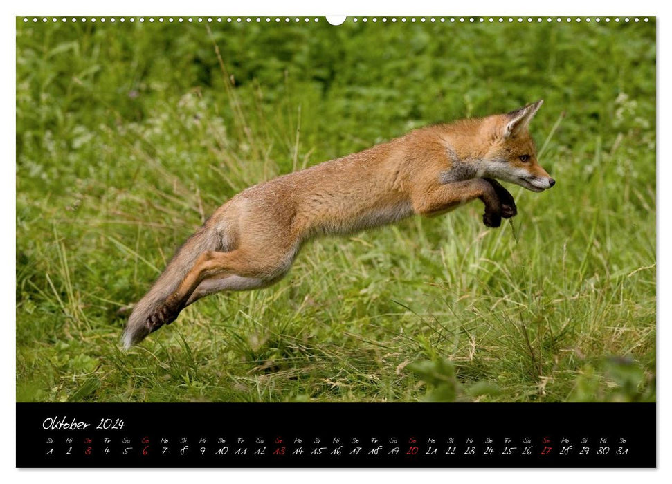 Red fox - impressions (CALVENDO wall calendar 2024) 