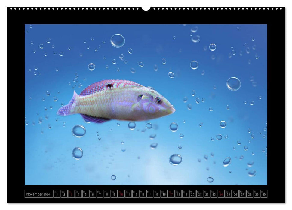 Kalendarische Unterwasserwelt (CALVENDO Wandkalender 2024)