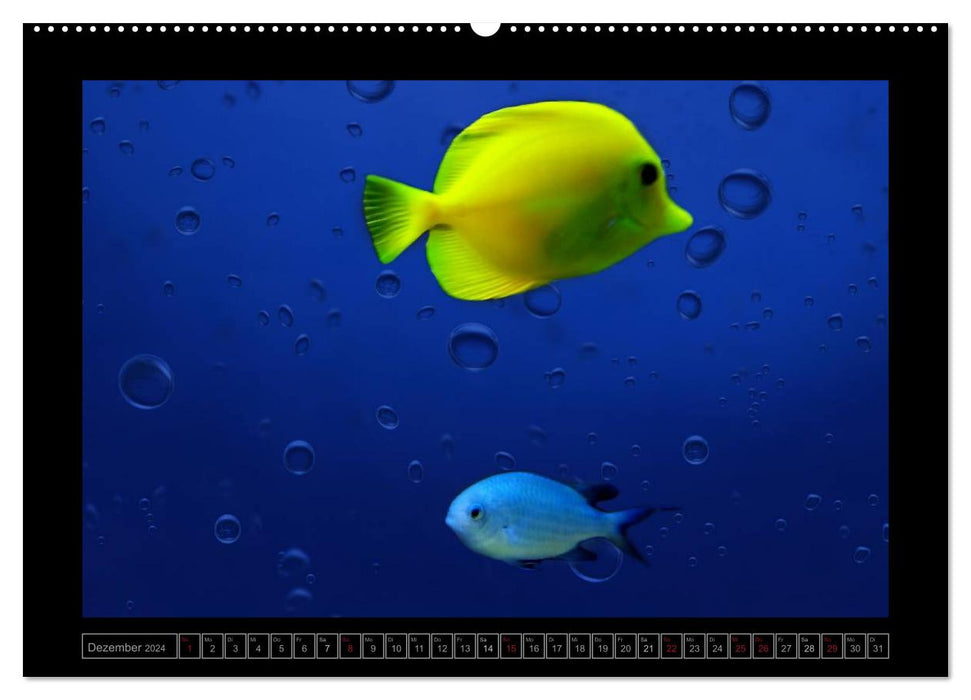 Kalendarische Unterwasserwelt (CALVENDO Wandkalender 2024)