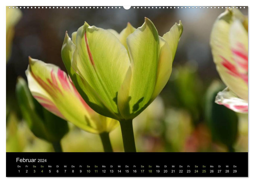 Tulipes (Calendrier mural CALVENDO Premium 2024) 