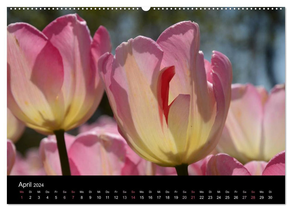 Tulipes (Calendrier mural CALVENDO Premium 2024) 