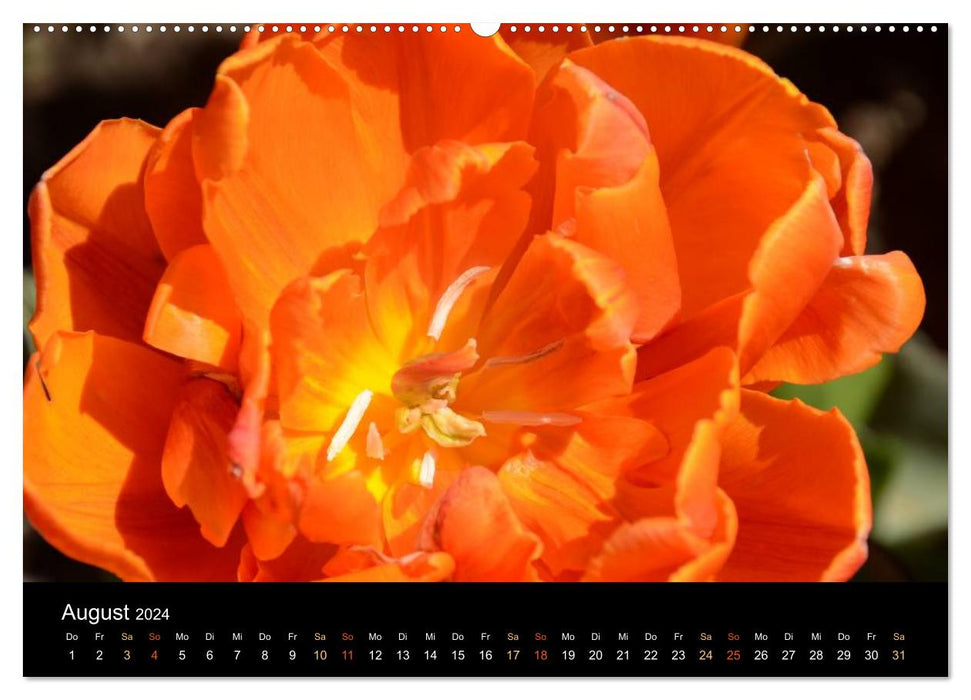 Tulpen (CALVENDO Premium Wandkalender 2024)