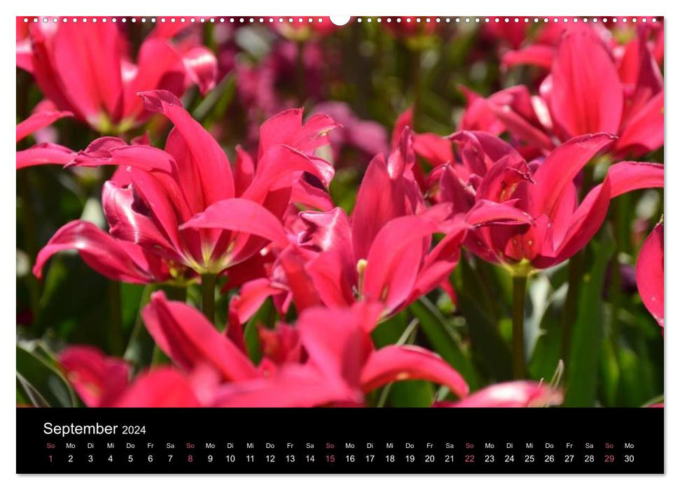 Tulips (CALVENDO Premium Wall Calendar 2024) 