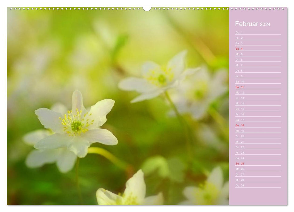 Flower Joy Swiss Calendar (CALVENDO Wall Calendar 2024) 