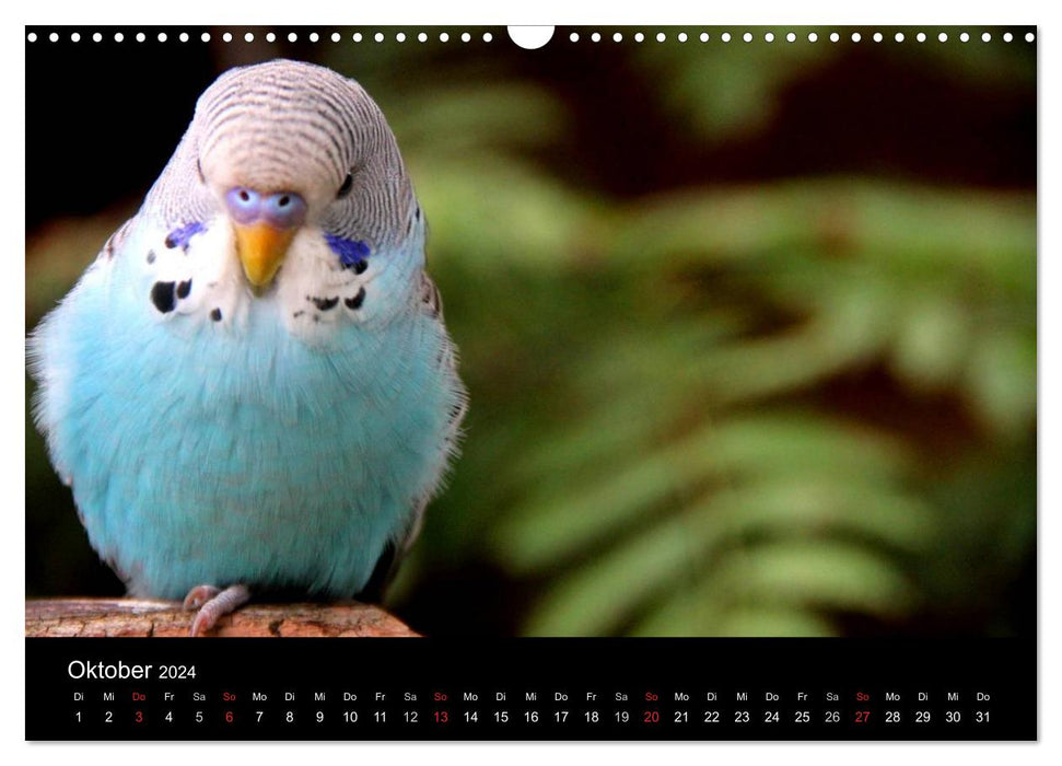 Perruches - Calendrier nature (Calendrier mural CALVENDO 2024) 