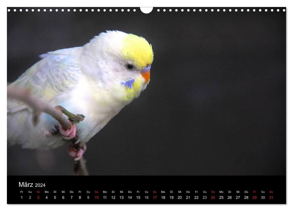 Budgies - Nature Calendar (CALVENDO Wall Calendar 2024) 