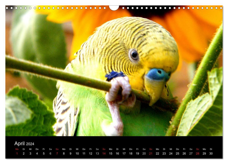 Wellensittiche - Naturkalender (CALVENDO Wandkalender 2024)
