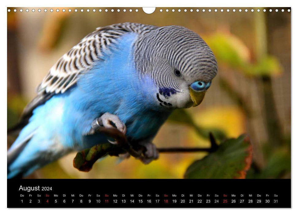 Budgies - Nature Calendar (CALVENDO Wall Calendar 2024) 