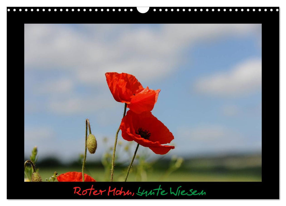 Red poppies, colorful meadows (CALVENDO wall calendar 2024) 