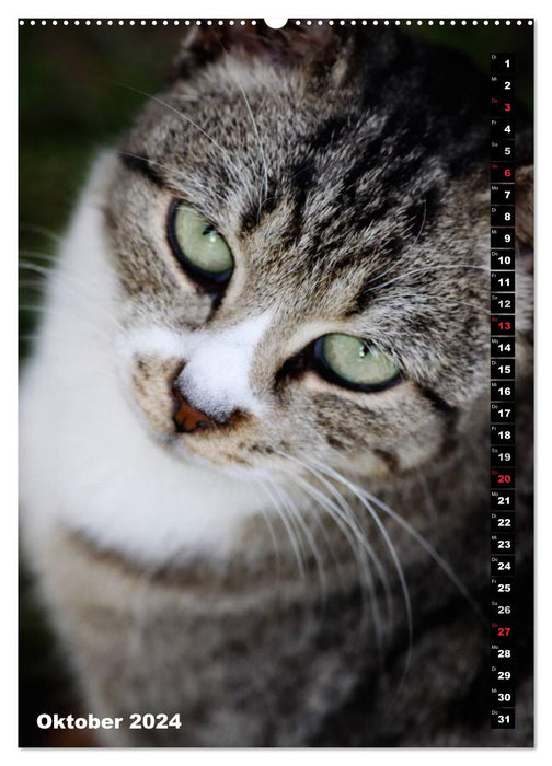 Istanbul's Cats (CALVENDO Premium Wall Calendar 2024) 