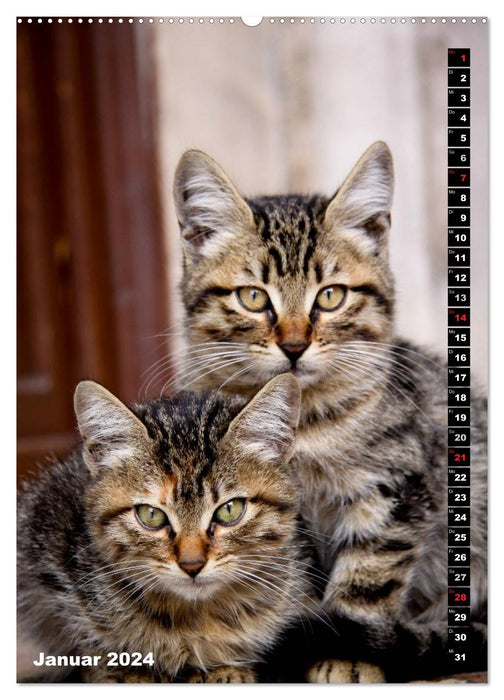 Istanbul's Cats (CALVENDO Premium Wall Calendar 2024) 