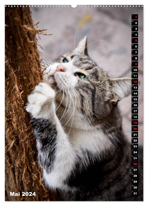 Istanbul's Cats (CALVENDO Premium Wall Calendar 2024) 