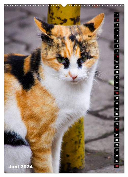 Les chats d'Istanbul (Calvendo Premium Calendrier mural 2024) 